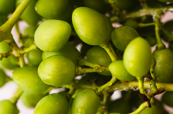 Segudang Manfaat Buah Rimbang