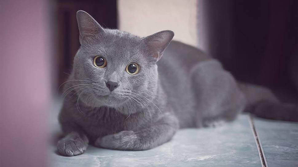 [1D1H]Kucing Busok: Permata Feline Tersembunyi Indonesia dari Pulau Raas